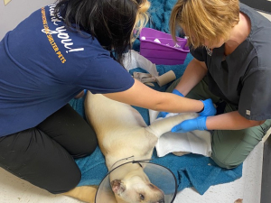medical staff wrapping bandage around a dog 's injured leg